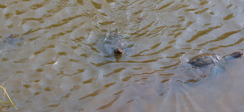 Gez&auml;hnte Scharnierschildkr&ouml;te - Serrated hinged terrapin im Kr&uuml;ger National Park S&uuml;dafrika