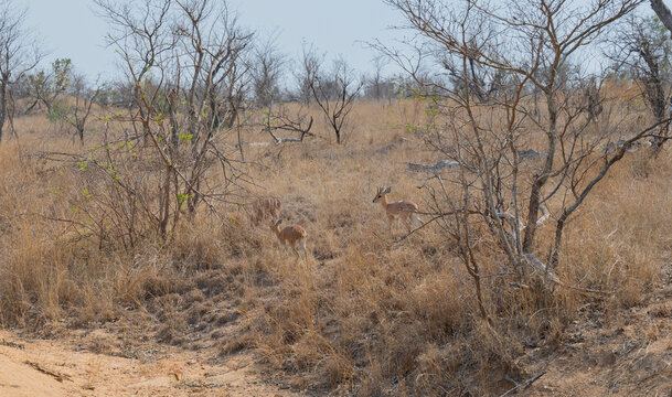 Steinbock - Steenbok im Busch vom Kr&uuml;ger National Park S&uuml;dafrika