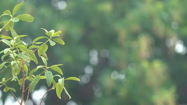 Beautiful green leaves soaking in the rain. Relaxing nature background.