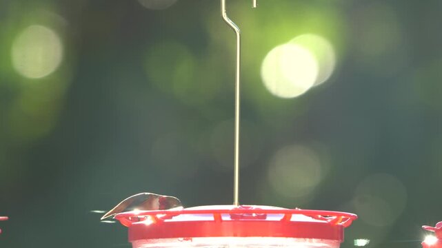 Rufous hummingbird - Beautiful light-refracting feathers (gorget) shifting from ruby red to orange, black, or brown depending on the angle of the sunlight. Wings flapping like a giant moth.