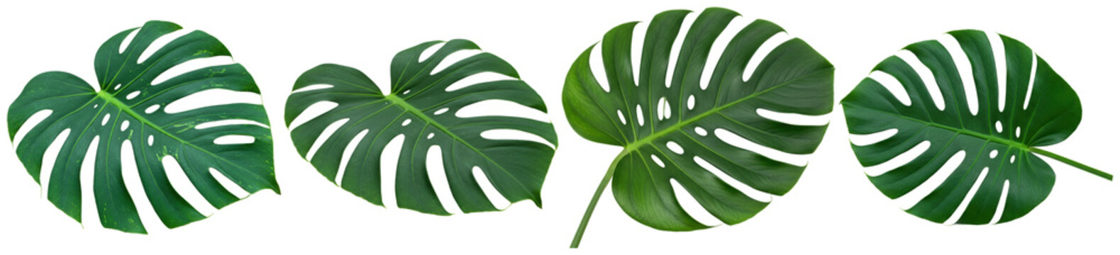 Beautiful Monstera Deliciosa leaves, showcasing their iconic splits and vibrant green color.