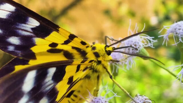 close shot colorful moth collecting nectar from flowers at rural bangladesh.