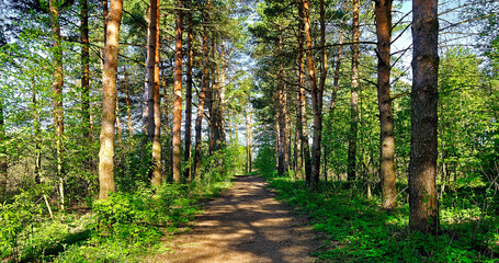 Fototapeta premium Spring forest landscape - row of pine trees and narrow path lit by soft sunlight, panoramic view of spring forest in sunny day