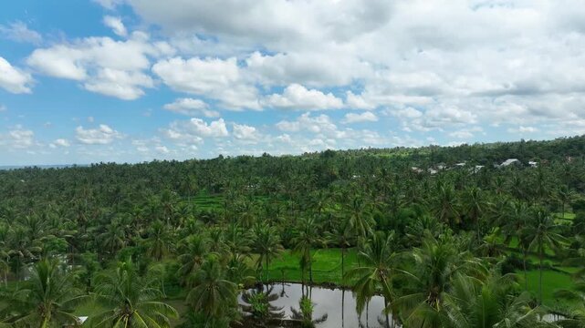 Low altitude flight over rice paddies culture, palm canopies filling the frame - aerial 4k, Indonesia