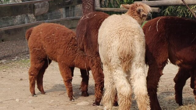 Brown mother Alpaca (Vicugna pacos) nursing its grown baby in a zoo