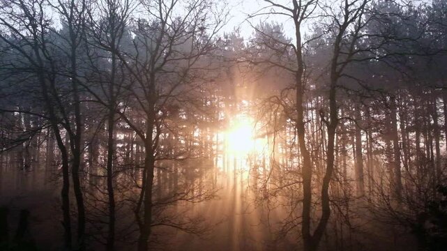 Beautiful sunrise through tree on a foggy, spring morning. There are wonderful orange Sundays shining through a forest of tall trees.
