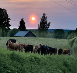 Grazing cattle at sunset in rural Latvia © Portnovs
