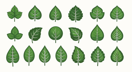Collection of diverse green leaf illustrations in various shapes and sizes Vector