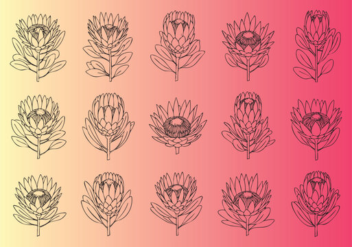Detailed collection of protea flower line art illustrations in vibrant colors