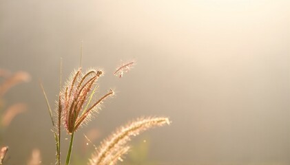 Obraz premium a sunlit field of tall green grass gently swaying in the breeze under a clear blue sky