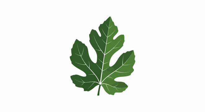 A single green fig leaf with white veins on a white background