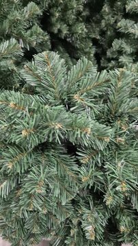 Artificial pine tree branches, holiday decoration closeup view, perfect seasonal festive background texture or transitional element.