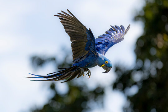 Hyacinth macaw (Anodorhynchus hyacinthinus) in flight, Mato Grosso, Pantanal, Brazil. 