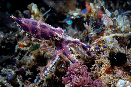 Greater blue-ringed octopus (Hapalochlaena lunulata) walking across the sea bed, Lembeh Strait, North Sulawesi, Indonesia, Pacific Ocean. 