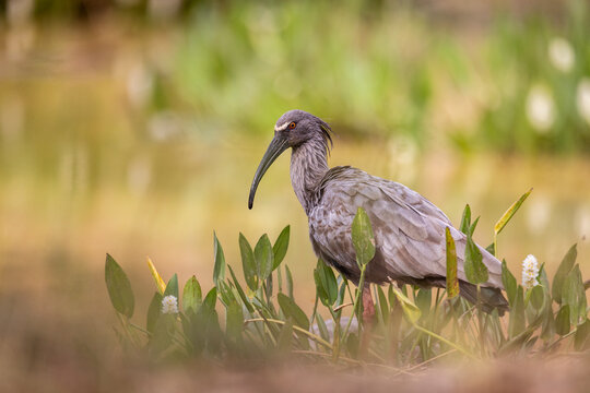 Plumbeous ibis (Theristicus caerulescens) portrait, Mato Grosso, Pantanal, Brazil. 