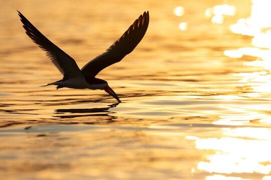 Black skimmer (Rynchops niger) fishing in river at sunset, Mato Grosso, Pantanal, Brazil. 