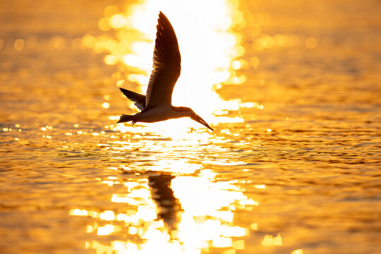 Black skimmer (Rynchops niger) flying low over river, silhouetted at sunset, Mato Grosso, Pantanal, Brazil. 
