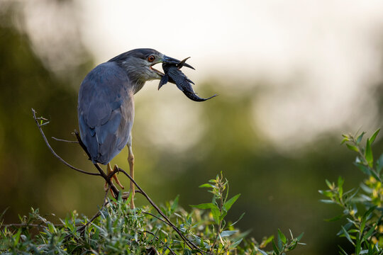 Black-crowned night heron (Nycticorax nycticorax) perched on branch with fish prey in beak, Mato Grosso, Pantanal, Brazil. 