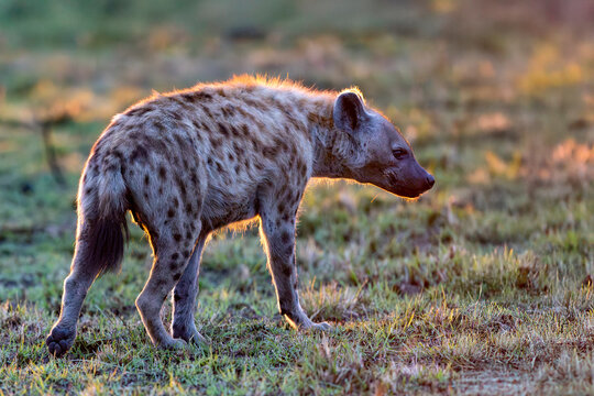 Spotted hyena (Crocuta crocuta) portrait, Masai Mara National Reserve, Kenya. 