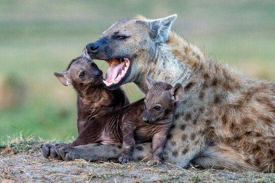 Spotted hyena (Crocuta crocuta) female with cubs resting near den entrance, Masai Mara National Reserve, Kenya. 