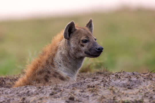 Spotted hyena (Crocuta crocuta) looking out from den entrance, Masai Mara National Reserve, Kenya. 