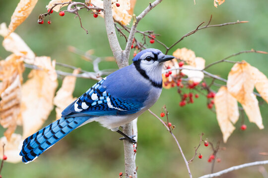 Blue jay (Cyanocitta cristata) perched in tree next to sprigs of Bittersweet (Solanum dulcamara), Milford, Connecticut, USA. January. 