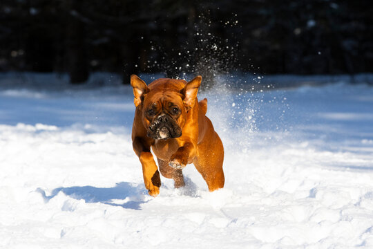 Boxer (Euro type with uncropped ears and tail) running through snow,  Litchfield, Connecticut, USA. January. 