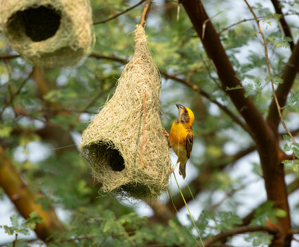 Baya weaver (Ploceus philippinus) male perched on hanging nest, Rajasthan, India. 