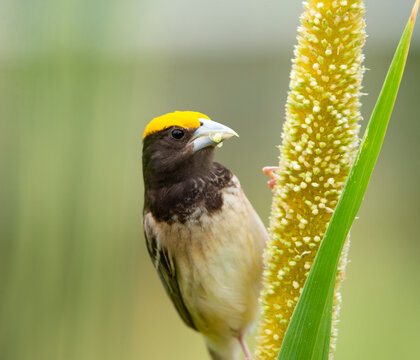 Black breasted weaver (Ploceus benghalensis) male in breeding plumage, feeding on Pearl millet (Pennisetum glaucum), Rajasthan, India. 