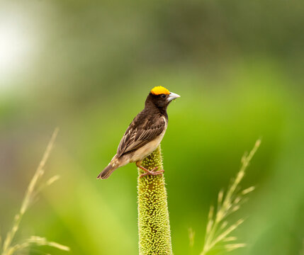 Black breasted weaver (Ploceus benghalensis) male in breeding plumage, perched on Pearl millet (Pennisetum glaucum), Rajasthan, India. 
