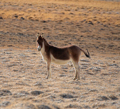 Kiang (Equus kiang) standing in desert landscape, Hanle, Ladakh, India. 