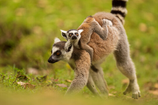 Ring-tailed lemur (Lemur catta) female carrying infant on back, Madagascar. Endangered. 
