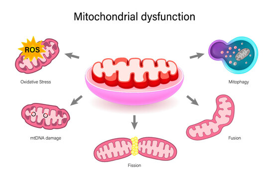 Mitochondrial dysfunction. Hallmarks of ageing. Oxidative Stress, mtDNA damage, Fission, Fusion and Mitophagy.