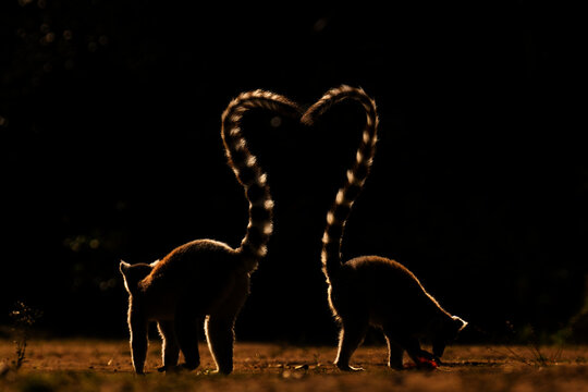 Two Ring-tailed lemurs (Lemur catta) backlit in morning light, Madagascar. Endangered. 