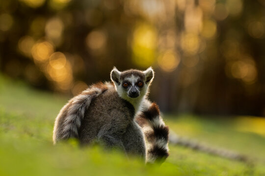 Ring-tailed lemur (Lemur catta) portrait, Madagascar. Endangered. 