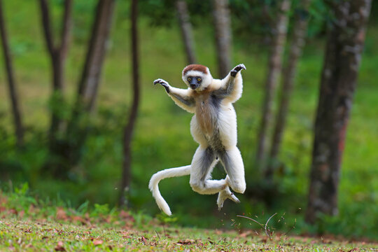 Verreaux sifaka (Propithecus verreauxi) leaping, Madagascar. Critically endangered. 