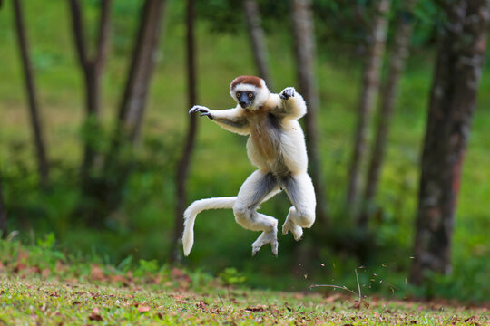 Verreaux sifaka (Propithecus verreauxi) leaping, Madagascar. Critically endangered. 