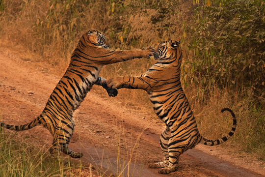 Two Bengal tiger (Panthera tigris tigris) sub-adults fighting, male and female, female on left, Ranthambhore, India. Endangered. 