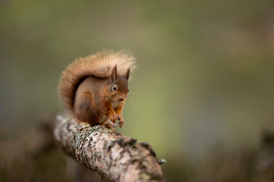 Red squirrel (Sciurus vulgaris) resting on a branch, Scotland, UK. February. 