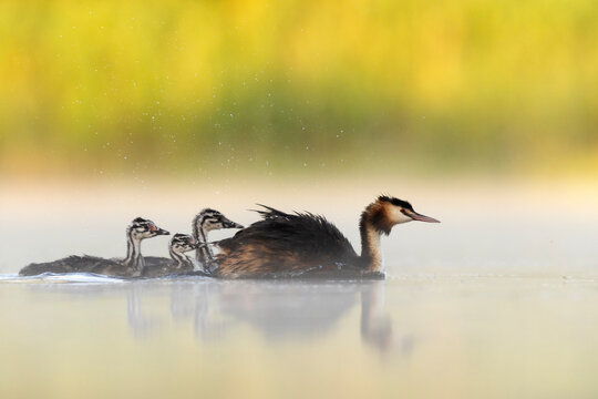 Great crested grebe (Podiceps cristatus) on water with chicks at dawn, Valkenhorst Nature Reserve, The Netherlands. May. 