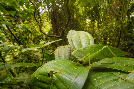 Leaf-mimic katydid (Tettigoniidae) camouflaged on a leaf, Kapari cloud forest, Choco, Pacific slope, Ecuador. 