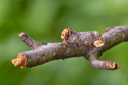 Buff-tip moth (Phalera bucephala) camouflaged on a twig, Peak District National Park, Derbyshire, UK. May. Focus stacked. 