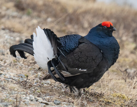 Black grouse (Lyrurus tetrix) male, displaying and posturing by raising its tail feathers and strutting, Pokka, Lapland, Finland. May. 