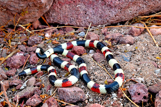 Arizona coral snake (Micruroides euryxanthus) portrait, Arizona, USA. October. 