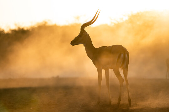 Impala (Aepyceros melampus) silhoutetted at sunrise, Shompole Conservancy, Kenya. 