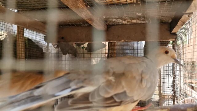 A pair of cream-colored Ringneck doves perched on a wooden branch inside a traditional wire mesh cage in a rural backyard