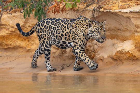 Jaguar (Panthera onca) walking along sandy riverbank, Porto Jofre - Rio Cuiaba, Pantanal, Mato Grosso, Brazil. 