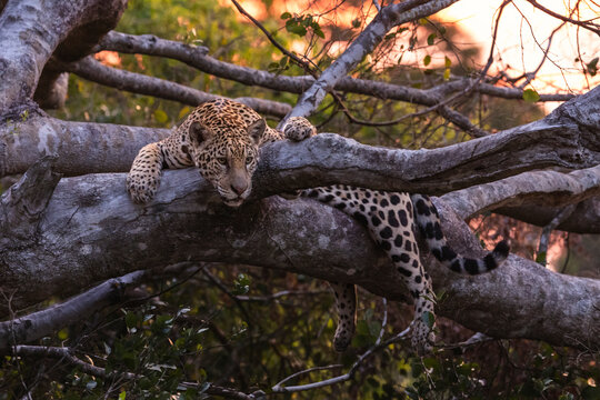 Jaguar (Panthera onca) resting in tree above the river, Mato Grosso, Pantanal, Brazil. 