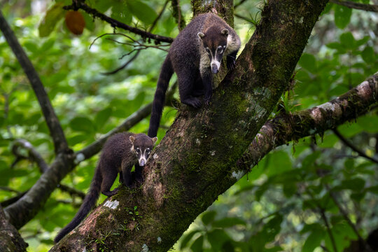 White-nosed coati (Nasua narica) with juvenile climbing in a tree in rainforest, Arenal, Costa Rica. 