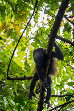 Mantled howler monkey (Alouatta palliata) male, resting in a tree, Curu wildlife refuge, Nicoya peninsula, Costa Rica. 